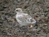 Mediterranean Gull at Southend Seafront (Steve Arlow) (183011 bytes)